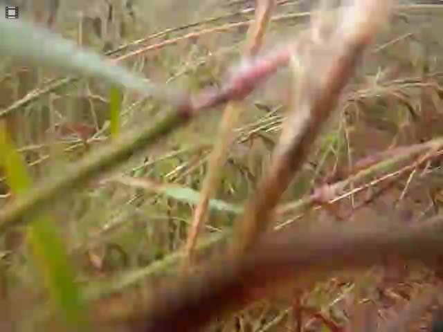 IMGP7992