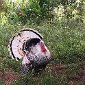 IMG-20170528-WA0064