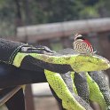 IMG-20170530-WA0009