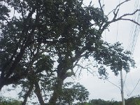RIMG0209